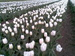 [12102009 white dream.jpg]